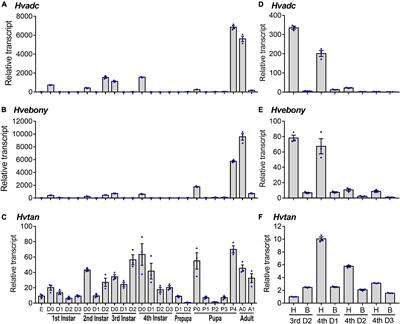 Silencing of Adc and Ebony Causes Abnormal Darkening of Cuticle in Henosepilachna vigintioctopunctata